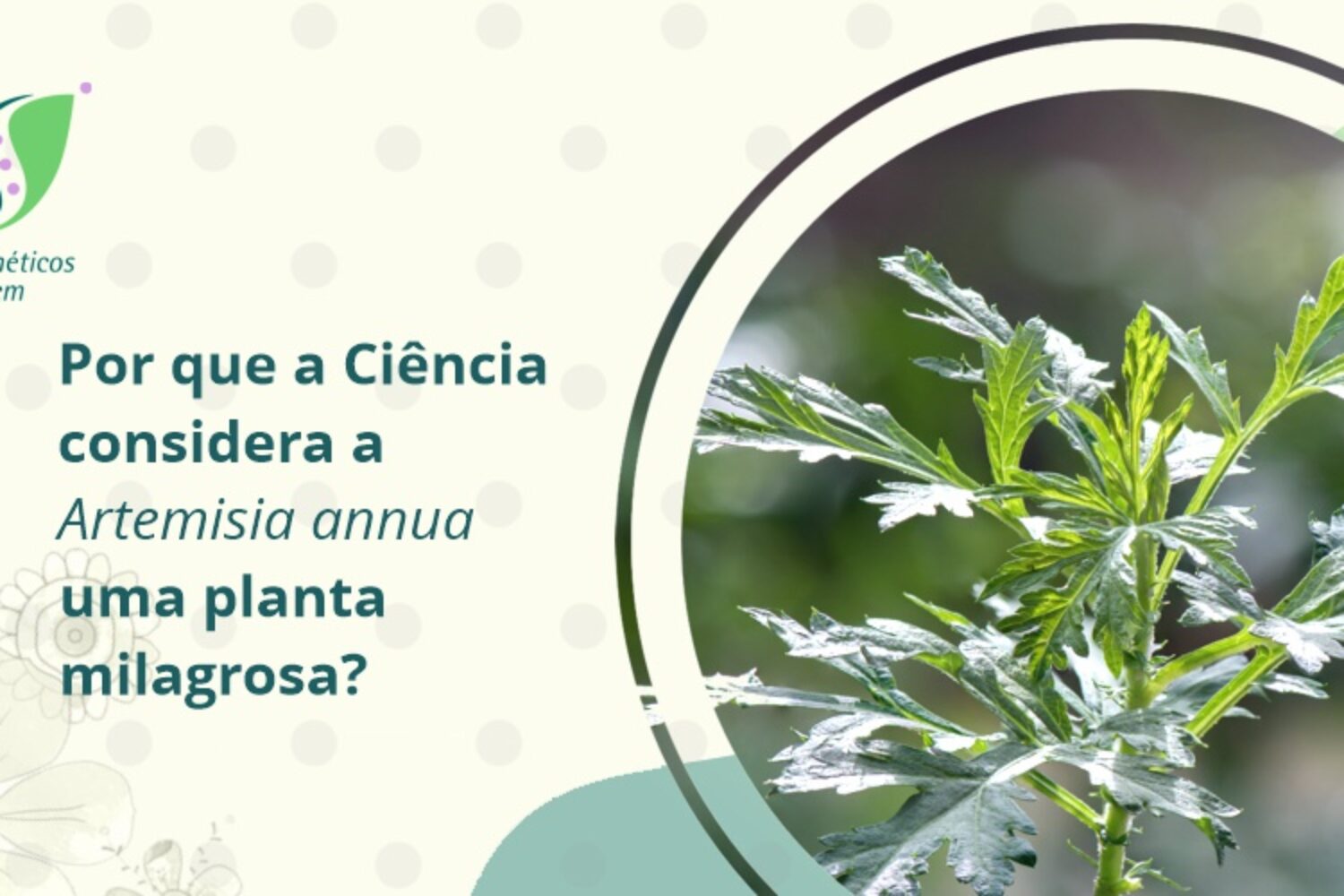 SCOSMETICOS - blog - Artemisia annua planta milagrosa