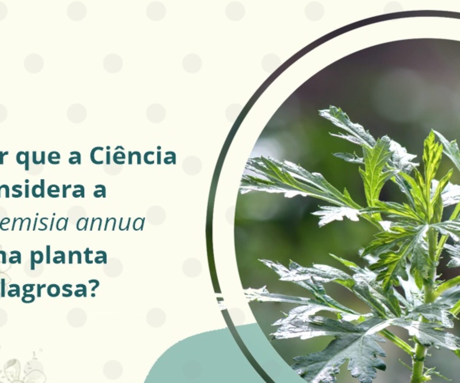 SCOSMETICOS - blog - Artemisia annua planta milagrosa